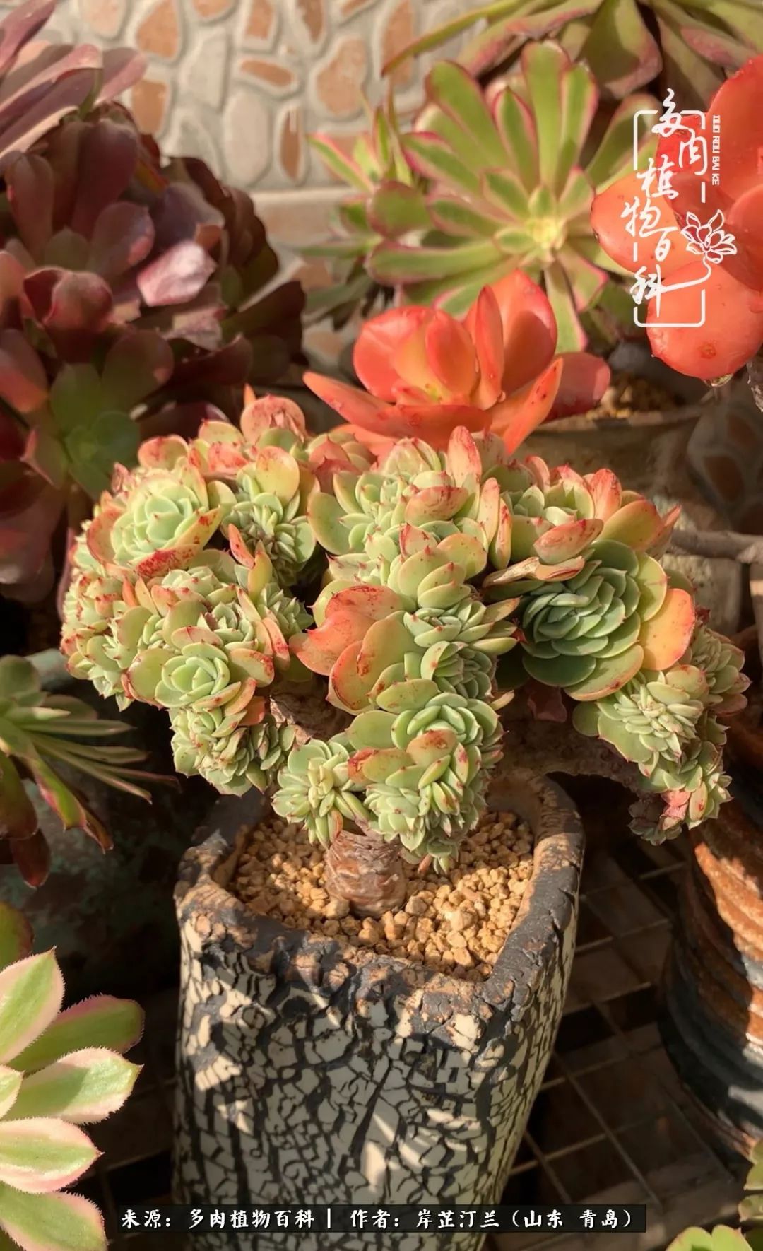 寒冷的冬季唯有多肉,冬日里的多肉宛如雪莲花