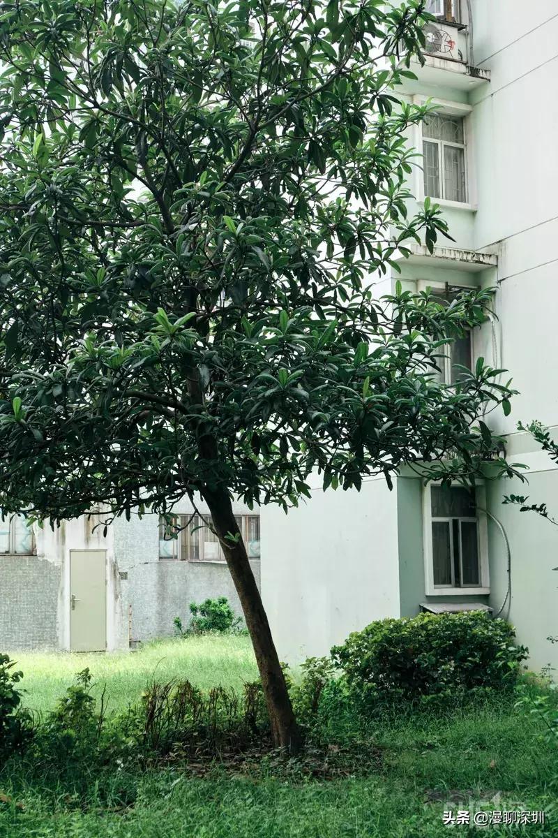 深圳益田村地址,行走深圳系列罗湖