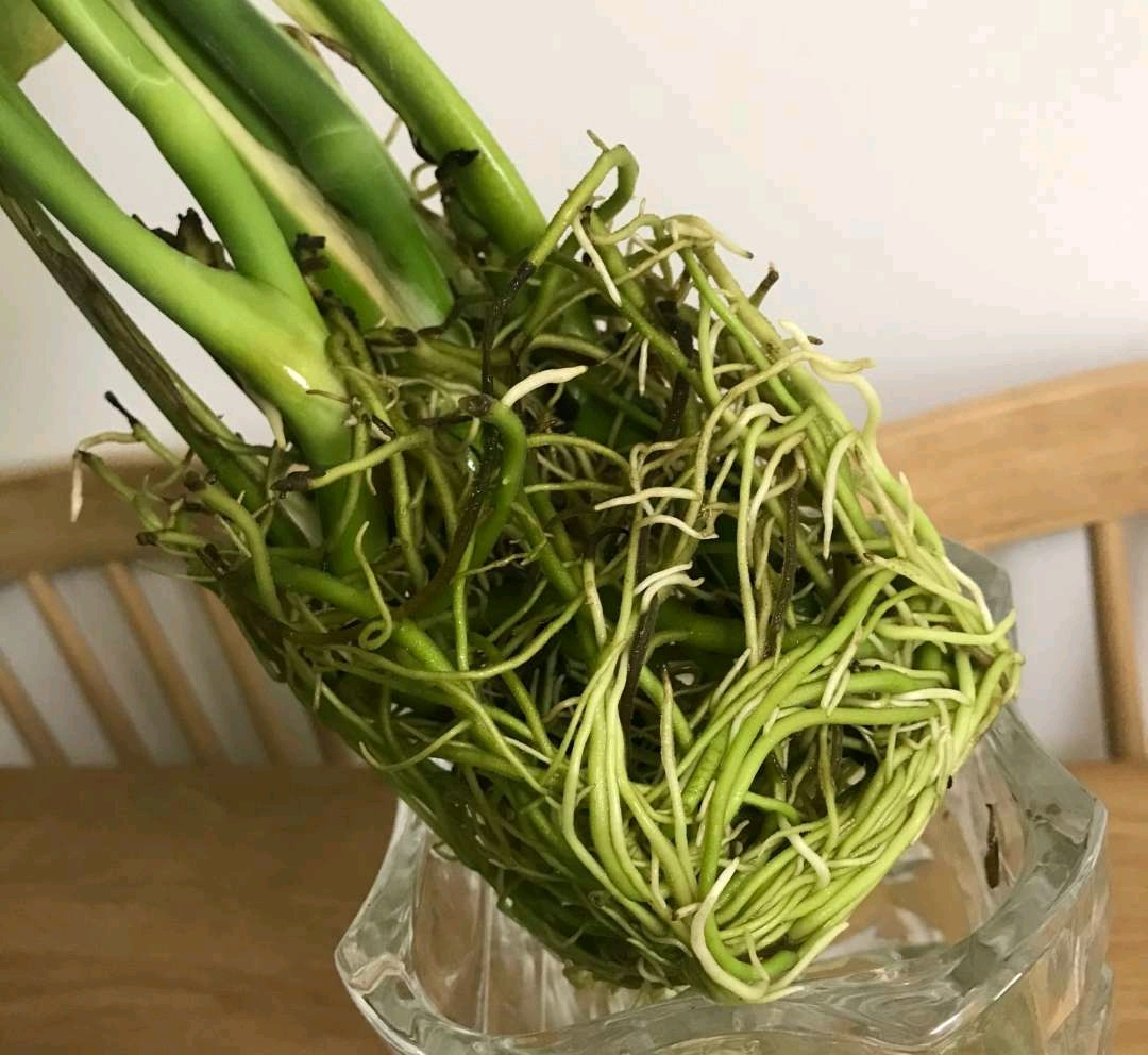 水培富贵竹有黄叶怎么办,水培龟背竹根臭了怎么办