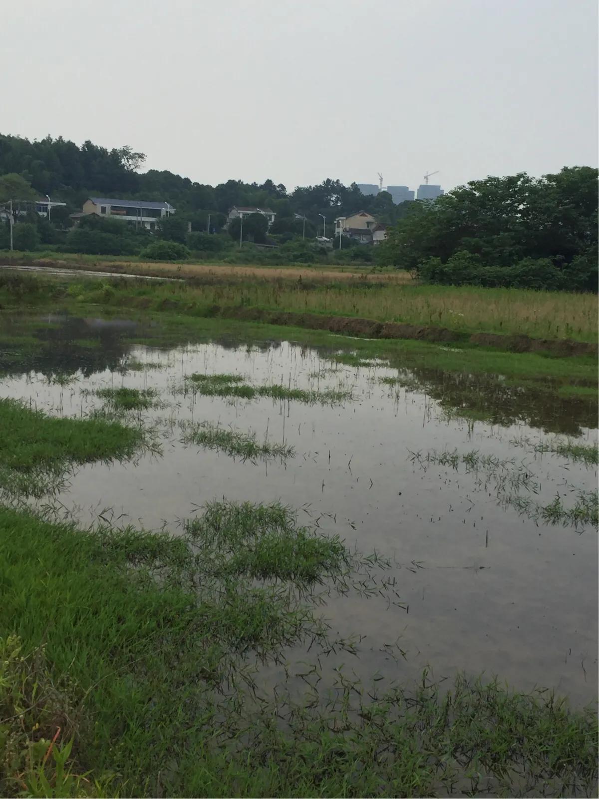 乡村散文：捉鱼弄虾（原创）