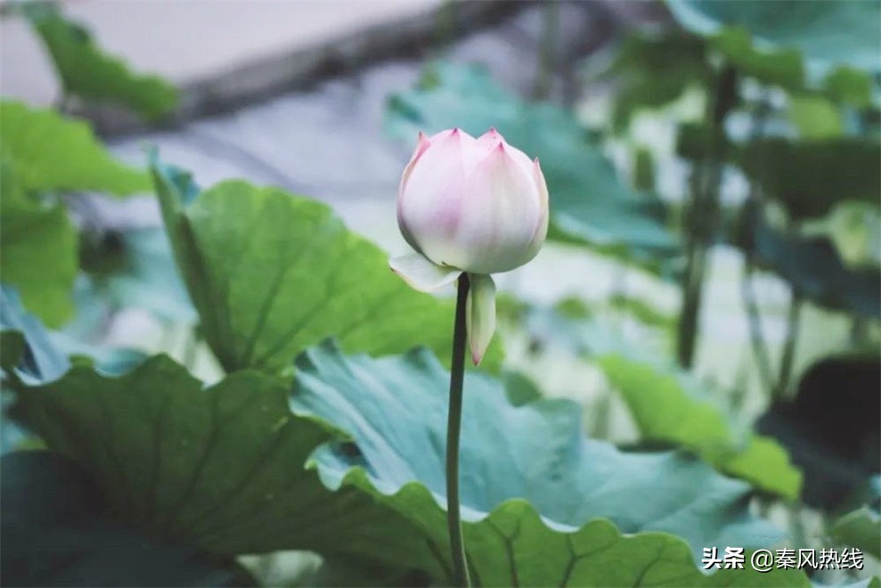 履职尽责勇担当——兴平市川流寨村*党**支部书记兼村委会主任张小川