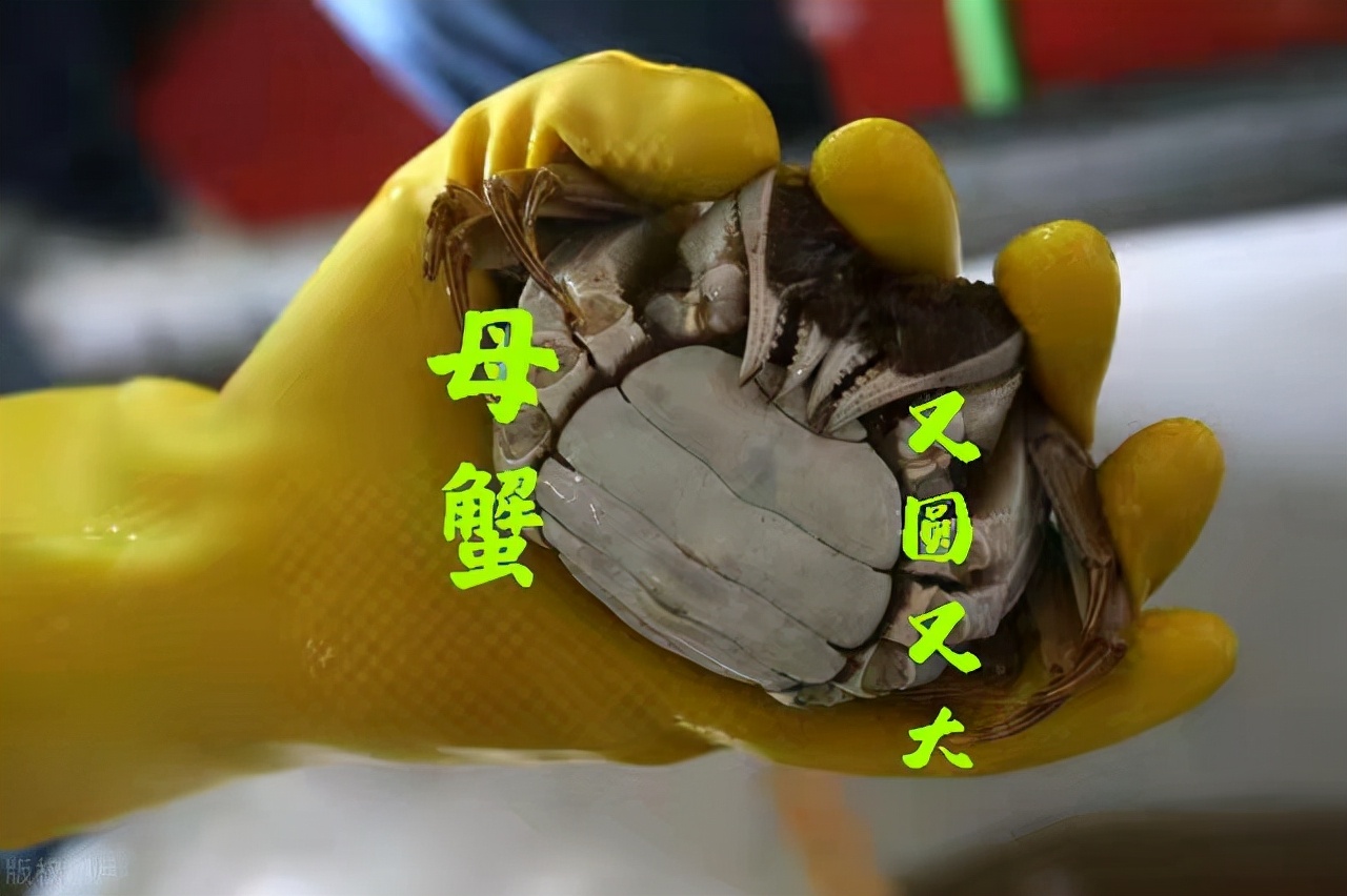 怎么挑选螃蟹肥不肥,怎样挑选螃蟹的肥度