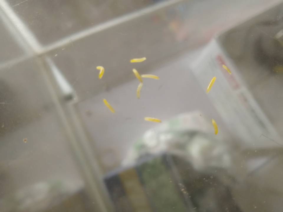 大蒜怎么防治地下害虫,为什么大蒜的虫害很少发生