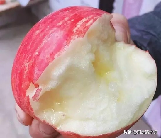 正宗富士苹果脆甜,正宗红富士苹果脆甜应季
