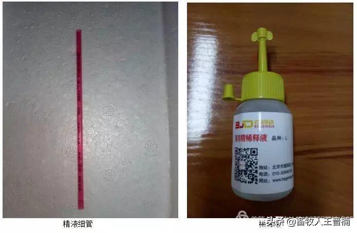 猪场时控操作,公猪怎样保证精子质量