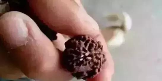 木质手串上的小虫子,手串里的小虫子