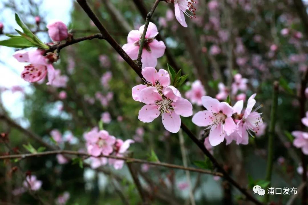 浦口花,南京看花的地方浦口