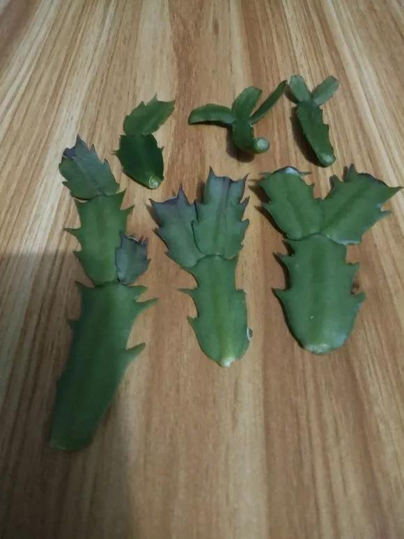 这3种花随便扦插好成活夏天疯长,常见花卉的扦插大法