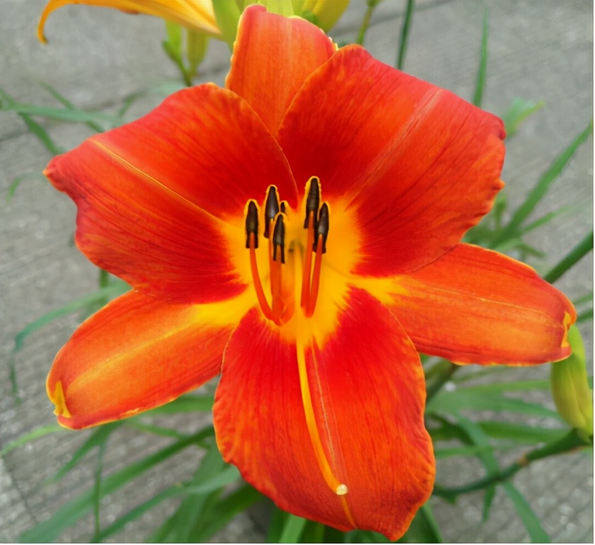 这43个来自世界各地的新品种,快来看看有没有你的菜