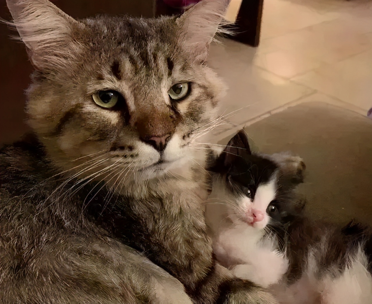 猫罐头里的胶哪些有害,猫咪罐头里面的胶可以吃吗