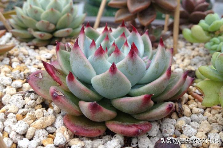 多肉吉娃莲怎么爆头最快,多肉吉娃娃叶片薄怎么办