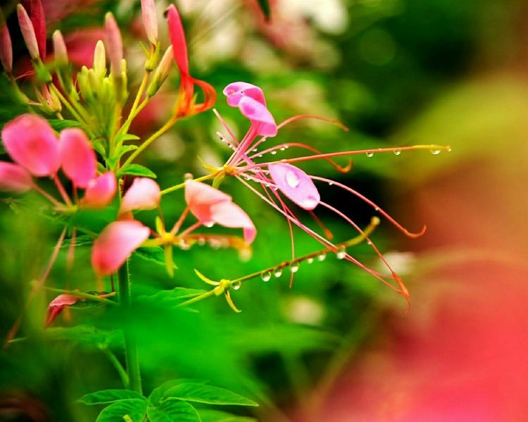 原创蝴蝶恋花,蝶恋花蝴蝶原唱