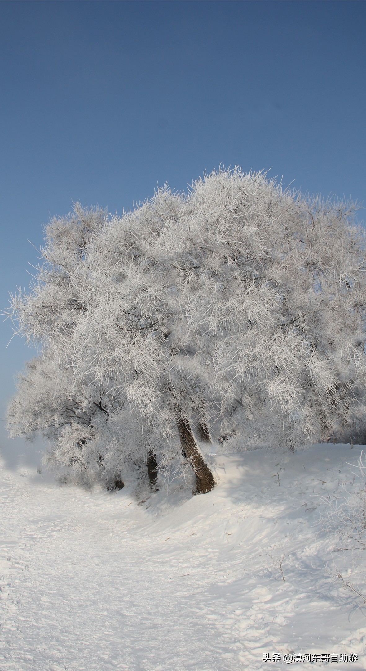 东北五日游漠河,漠河4天3夜旅游攻略