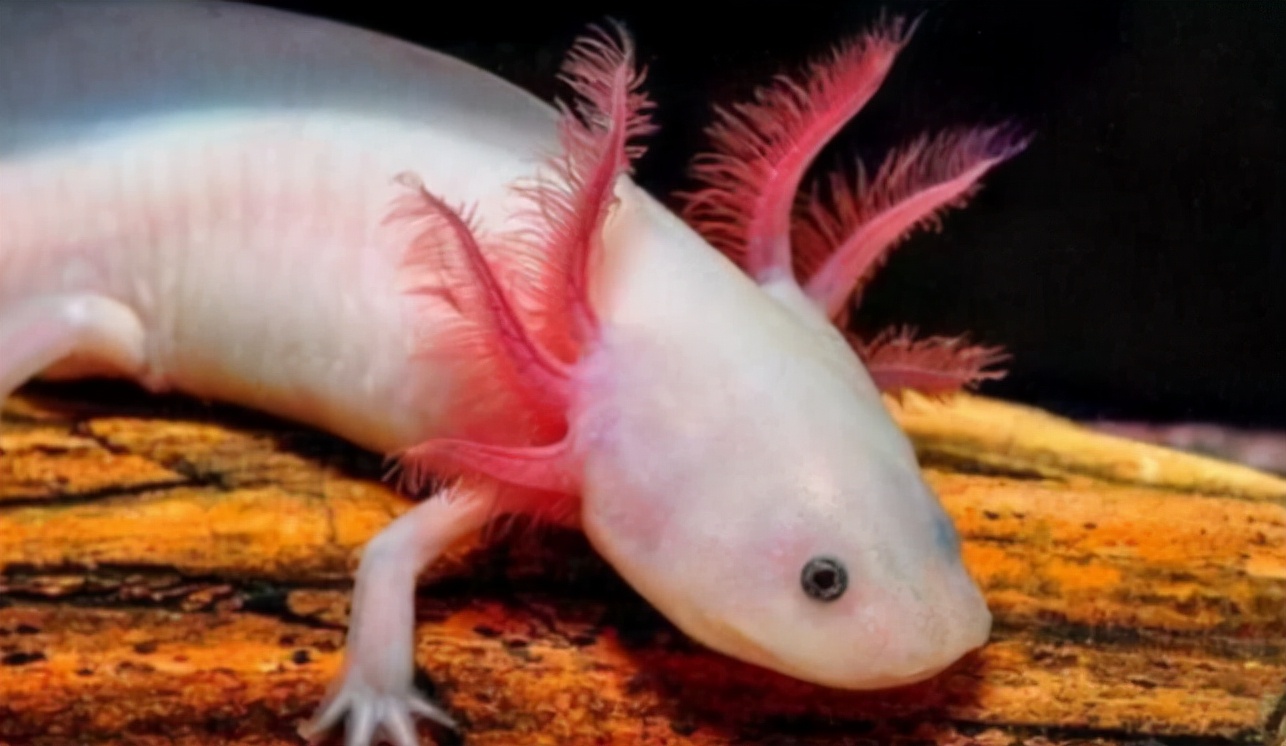 神似“龙”的生物，“六角龙鱼”是什么样的一种存在？合理吗？