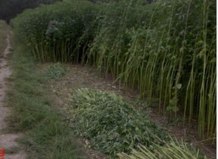 监控总是不在线掉线什么原因,监控突然显示网络断开