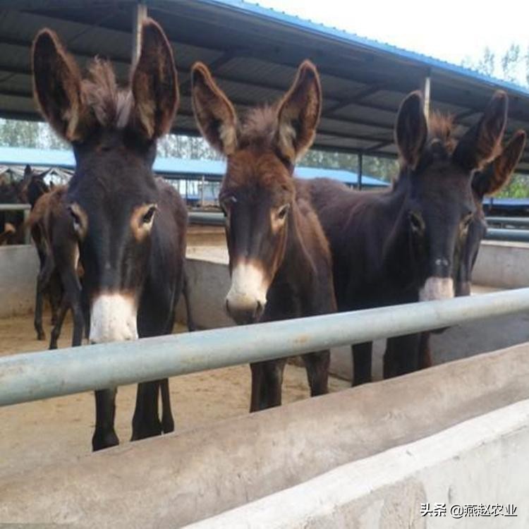 养驴致富经验分享,养驴闯出致富路