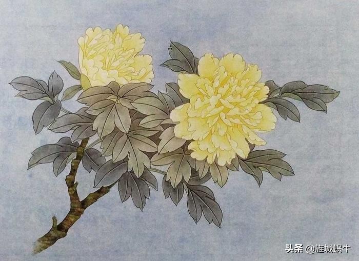 工笔牡丹姚黄上色步骤,姚黄牡丹工笔画法