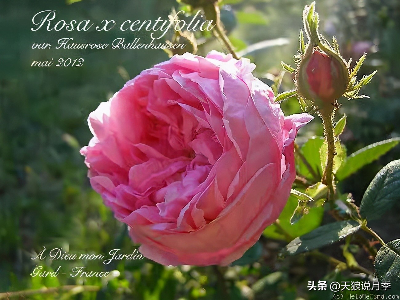 优雅女士月季花,奇葩月季品种图片