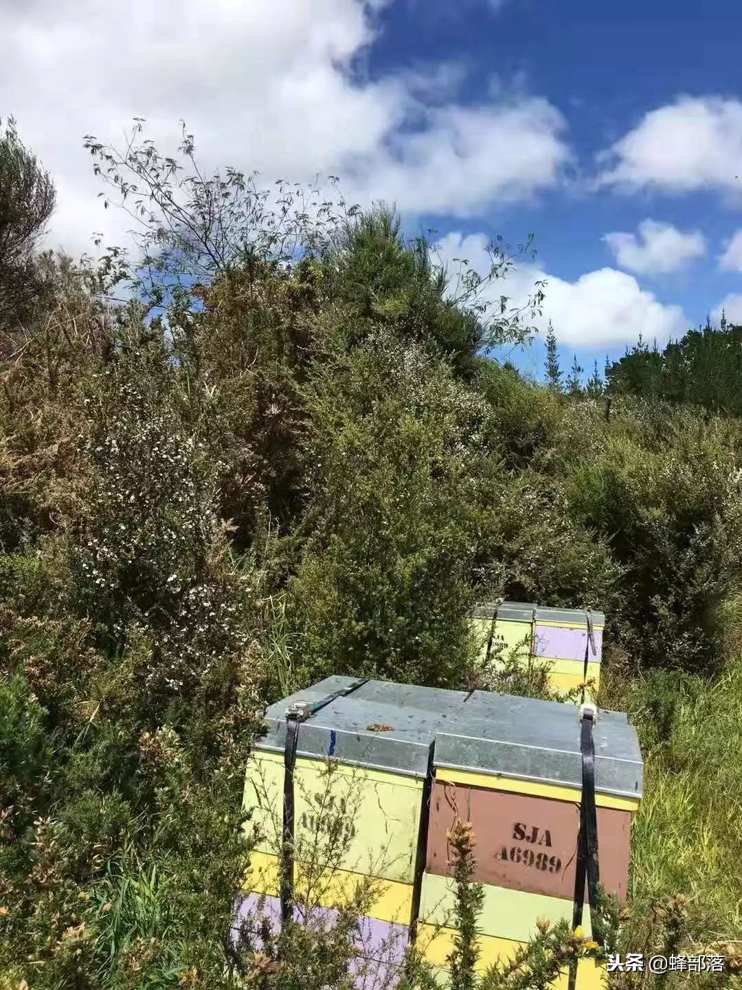 国内养蜂与国外养蜂的区别,中国蜂业与西方养蜂的区别