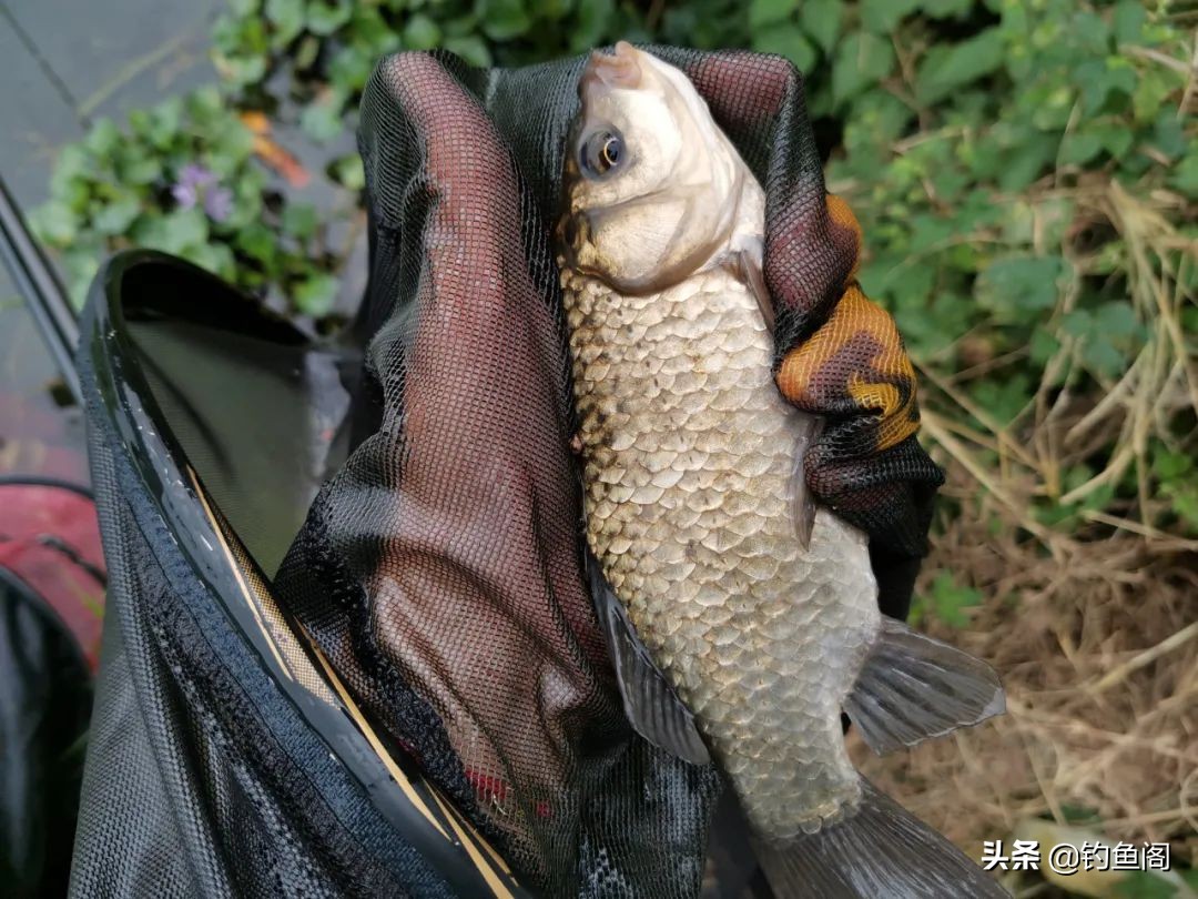 钓鱼主线收纳小技巧防止主线损伤,钓鱼主线怎么安装两个漂座