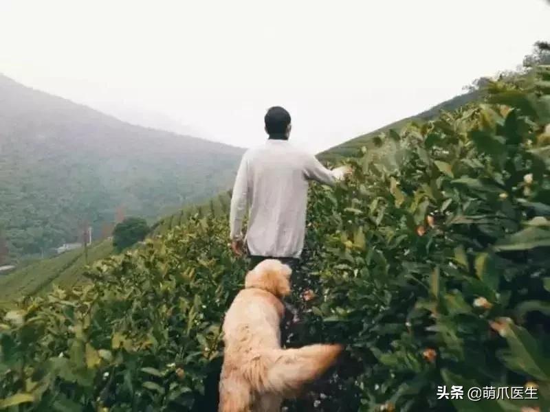 上海可带宠物入住的酒店推荐,怎么选宠物友好酒店房间