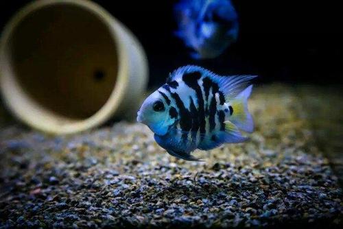 观赏鱼体表外伤怎么治,观赏鱼外伤肠子流出会自愈吗