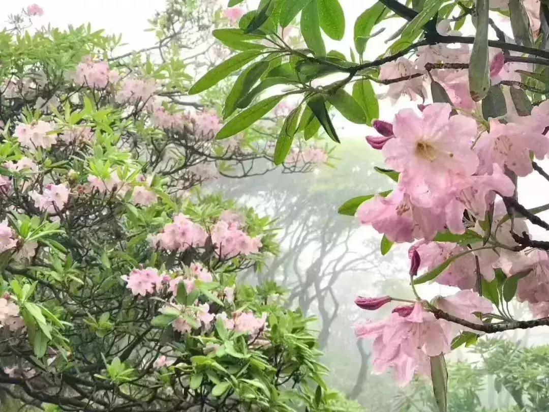 四月芳菲尽黄山杜鹃始盛开,人间四月芳菲尽高山杜鹃始盛开图