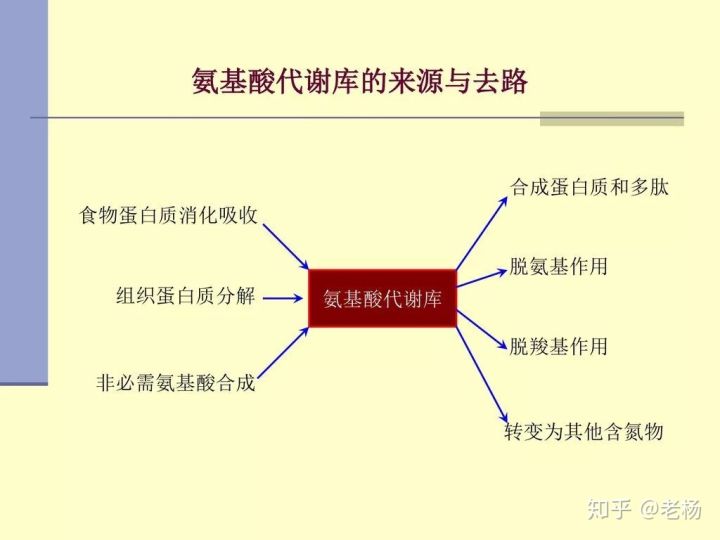 普通健身者吃什么蛋白粉,健身吃煮蛋还是蛋白粉
