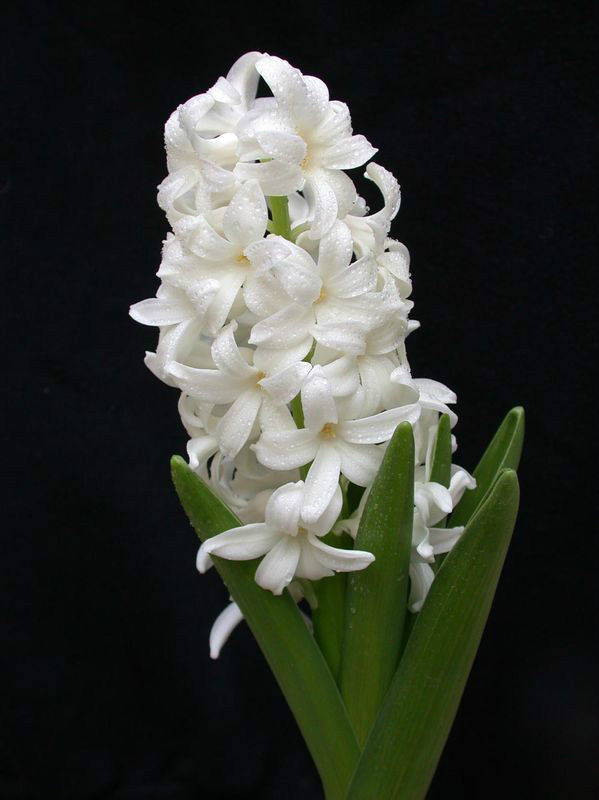 生活中常见的花语大全,生活中常见花卉花语