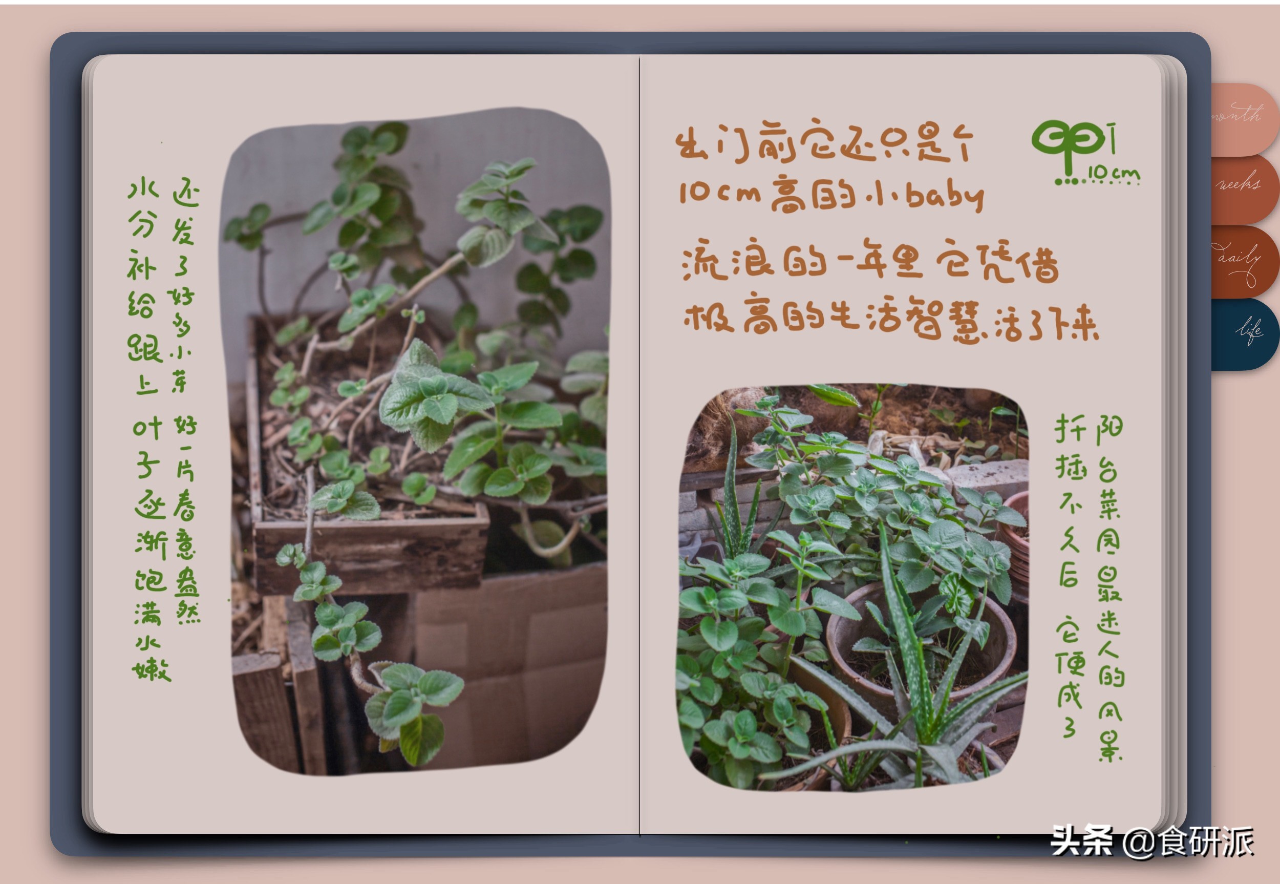 夏天养什么植物驱赶蚊子,家里蚊子多养什么植物