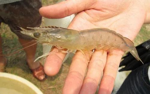 弧菌会导致对虾长得慢吗,对虾养殖盐度低是不是长得慢