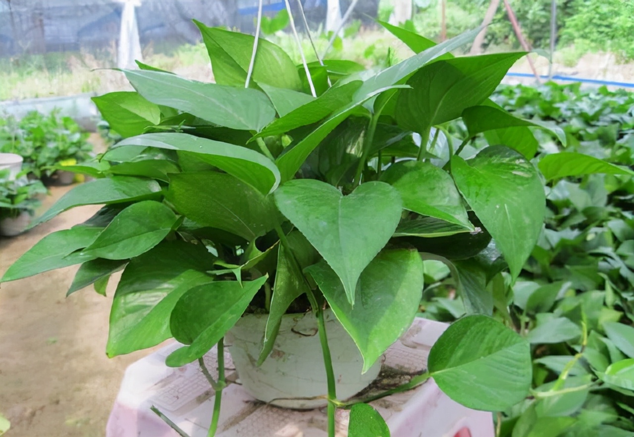 绿萝在家养叶片发黄还不长新叶片,绿萝叶片的正确使用方法