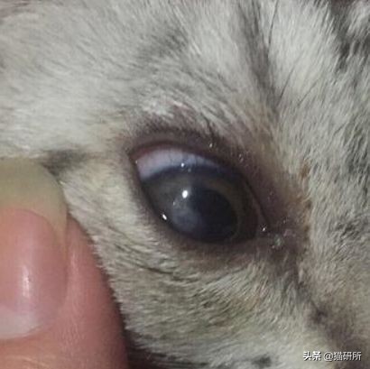 眼睑角膜炎怎么引起的,眼睑炎为什么老是犯