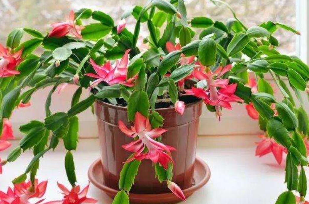 蟹爪兰最上面的叶片发软什么原因,蟹爪兰花期叶片发软怎么办