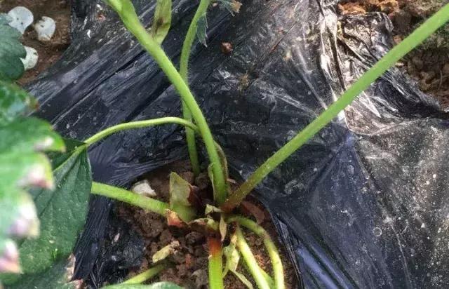 草莓土壤有水但是叶子枯怎么办,草莓叶子发黑发枯怎么回事