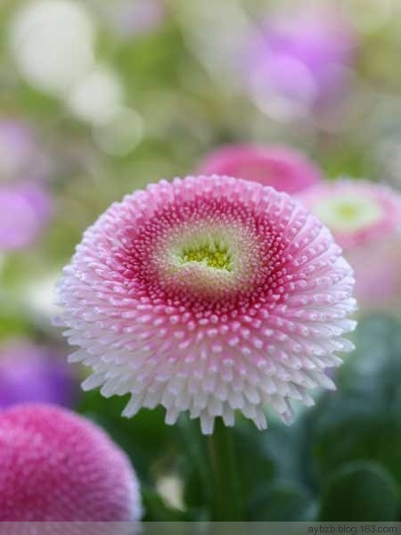 最好记的花名大全,很难得一见的花