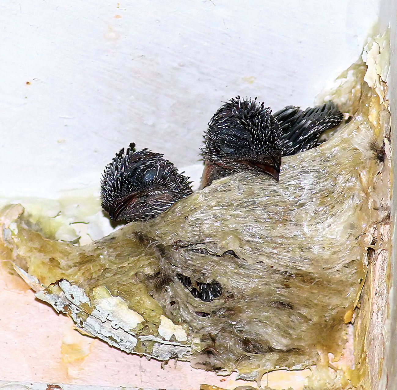 都是燕窝惹的祸?爪哇金丝燕:飞得快不如被团灭快