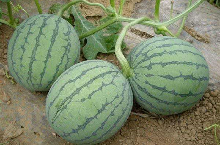 西瓜怎么吃生活小妙招,西瓜吃多了难受要吃什么