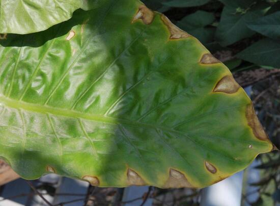 马蹄莲鲜切花花朵发黄焦边干枯,马蹄莲花蔫叶子发黄是什么原因