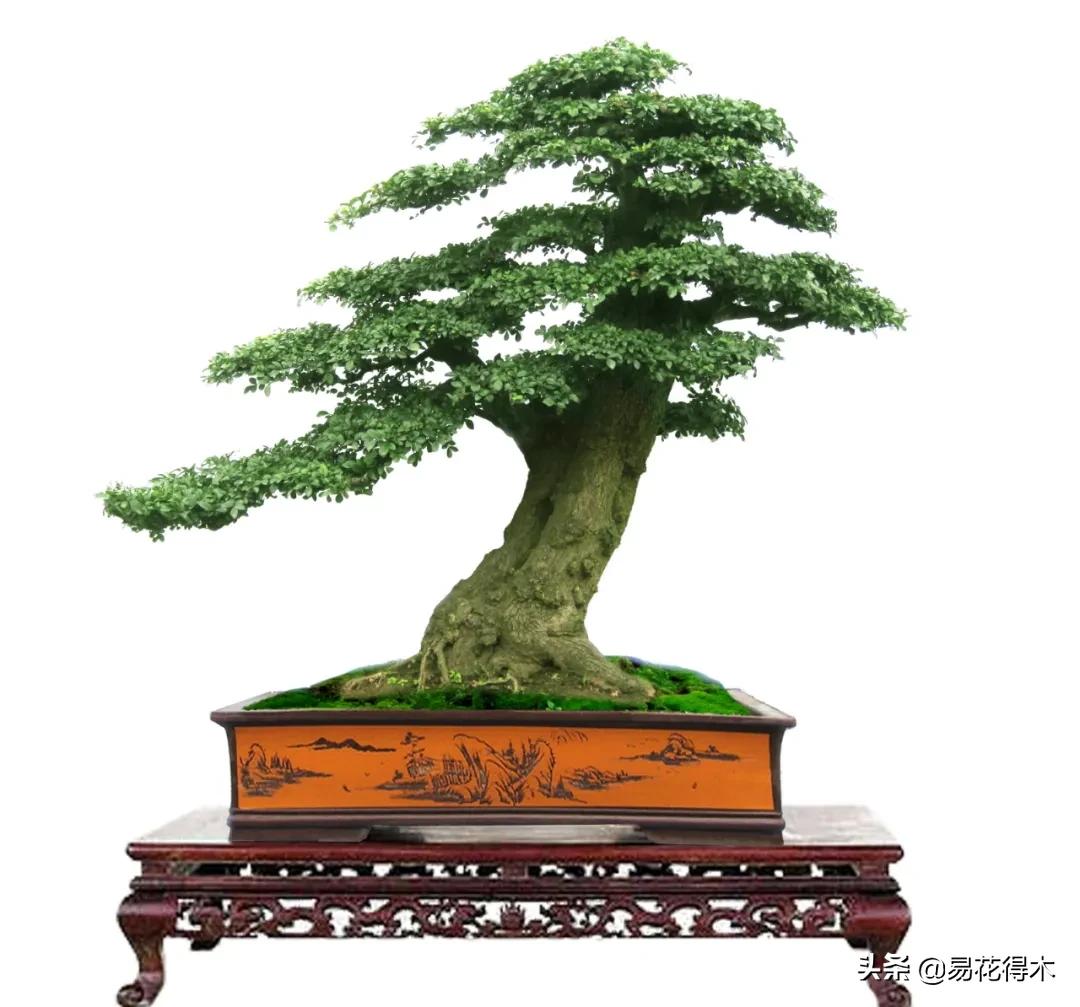 盆景制作与赏析观花,盆景对节白蜡怎么造型