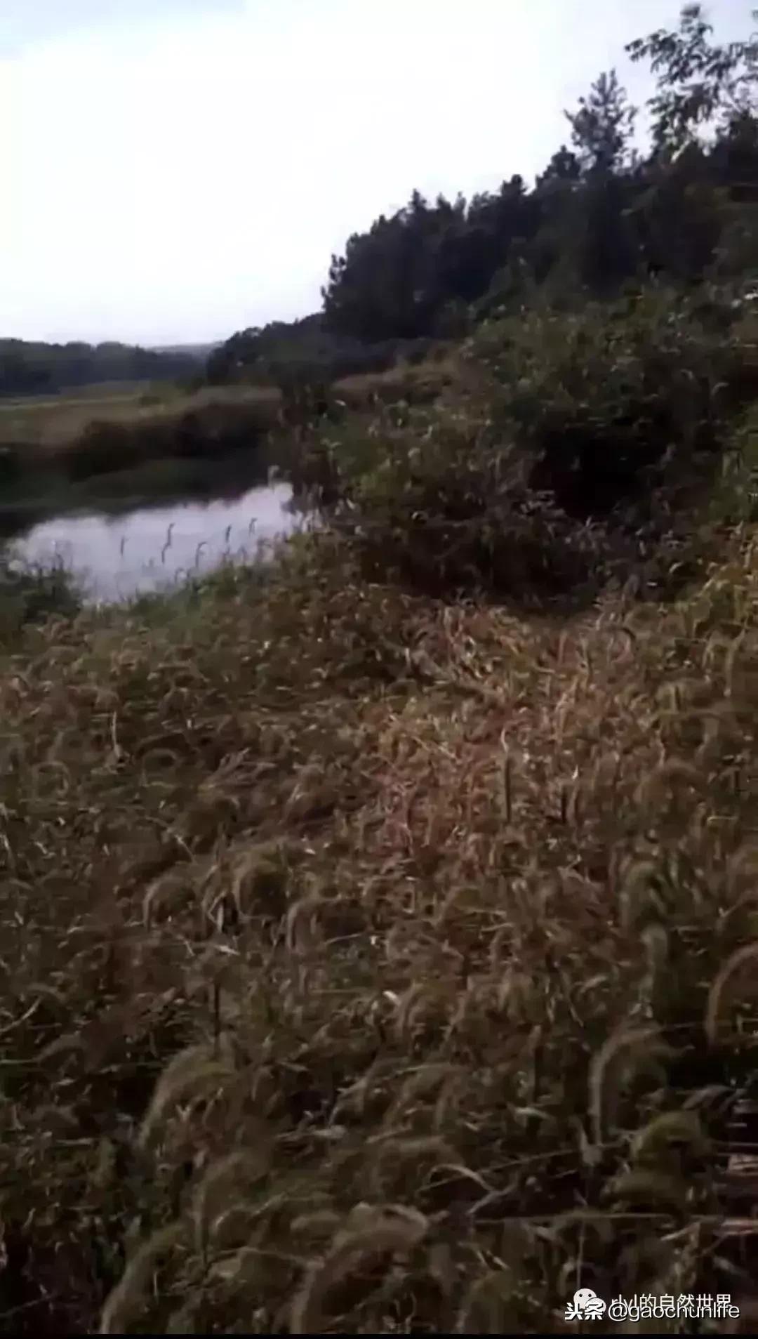 大草龟和小草龟谁好养,变异草龟和草龟的区别