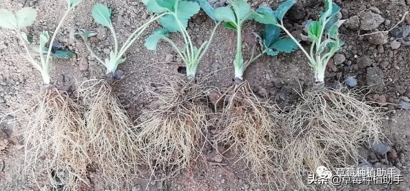 草莓苗出芽以后还需要再捂住吗,刚种植的草莓苗该怎么护理