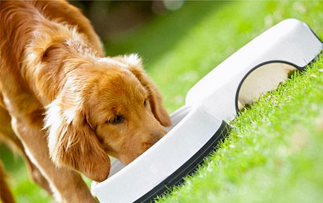 狗狗不吃消瘦怎么治疗,狗狗不吃不喝无精打采还喘着粗气