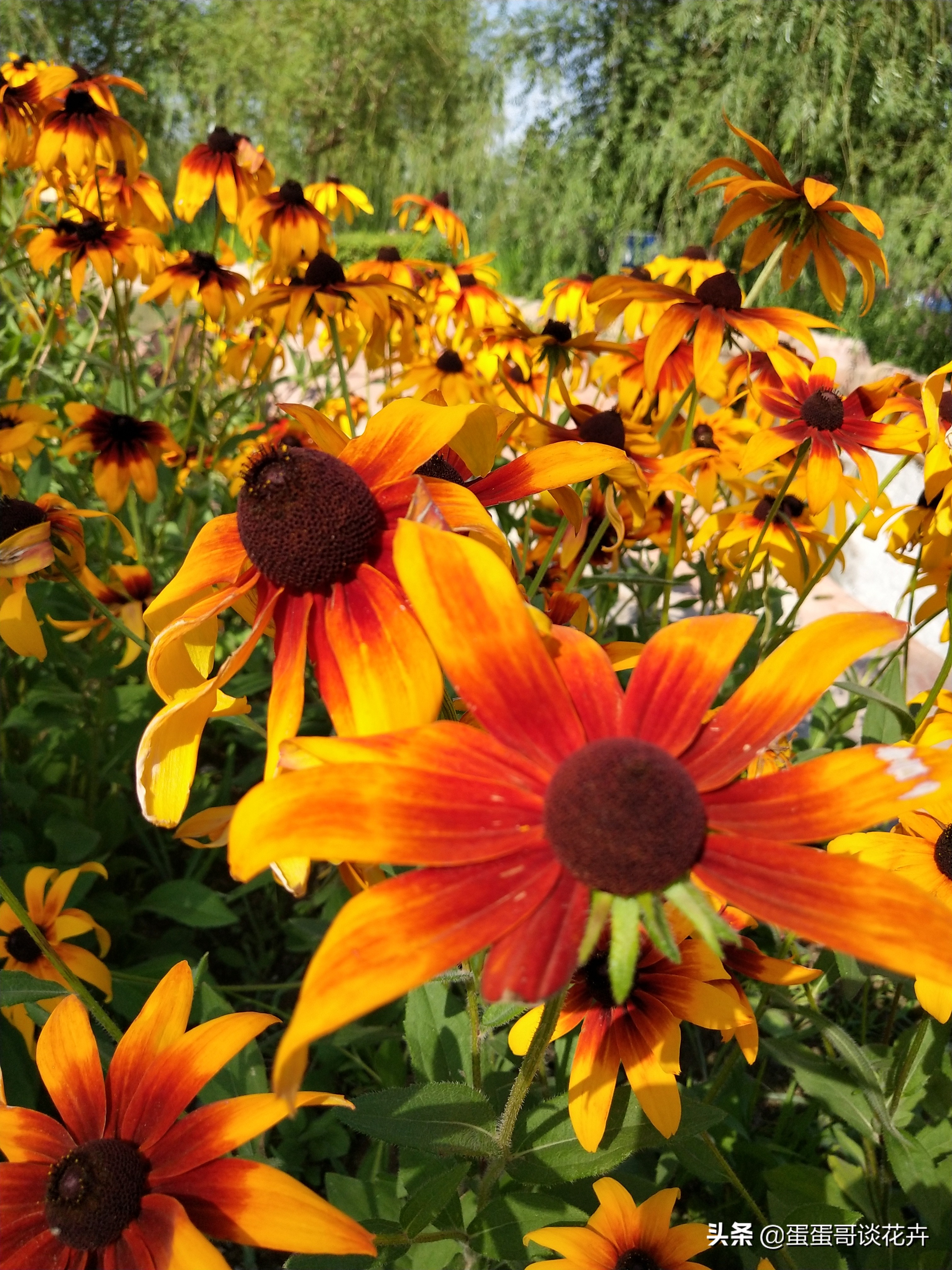 阳台小花园适合养什么绿植,夏季庭院花卉蓝目菊