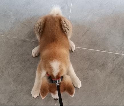 狗后腿一只不敢着地,狗后腿外八走路视频