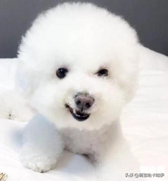 比熊犬特别臭怎么办,比熊犬身上臭味怎么办