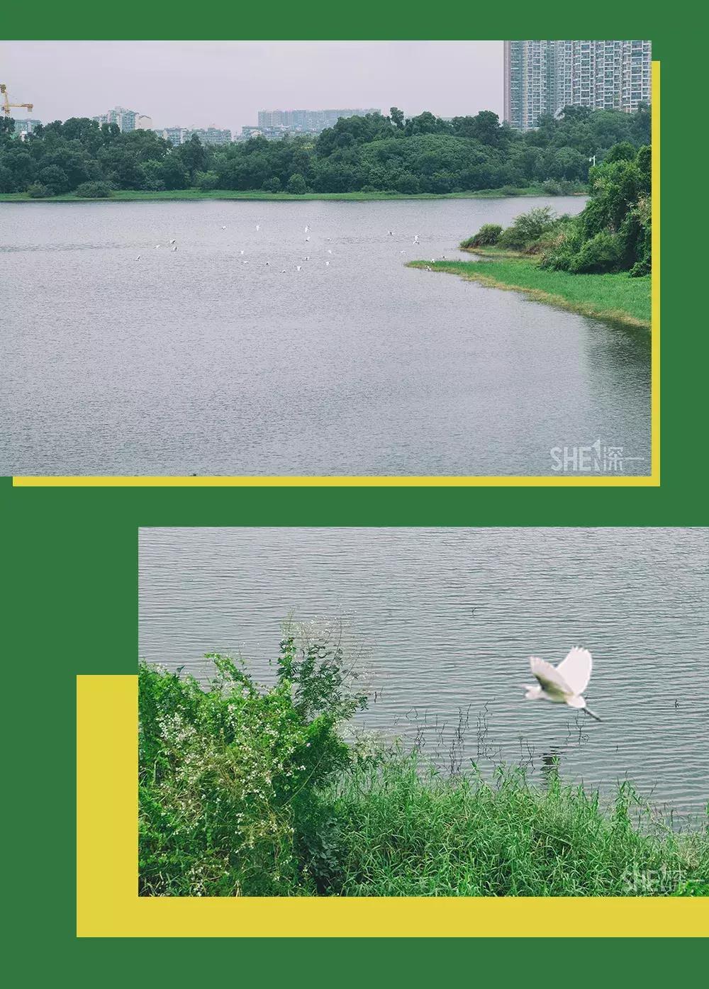 深圳市美美美,深圳最美免费水库