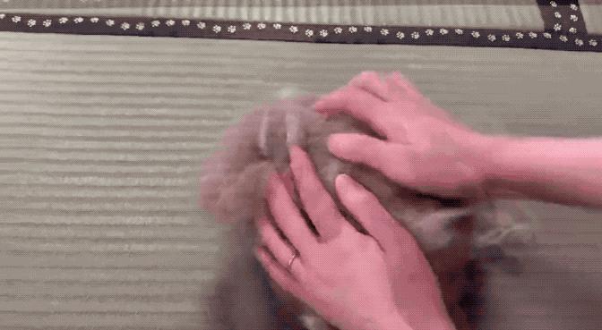 网友晒出5颗巨型毛球，救命！我快要窒息了