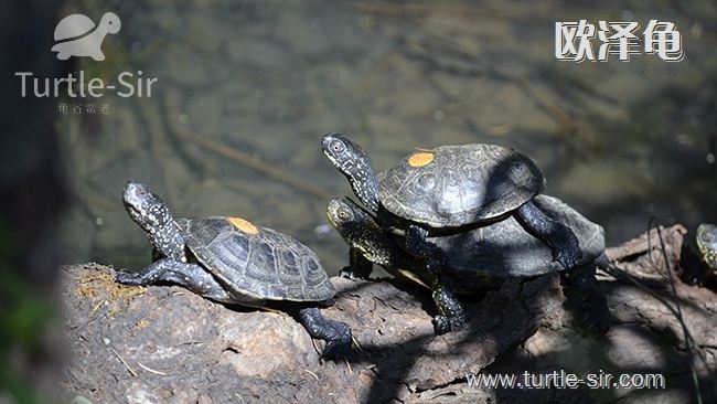 乌龟冬眠是几月份到几月份吃食物,乌龟冬眠之后眼睛睁不开了怎么办