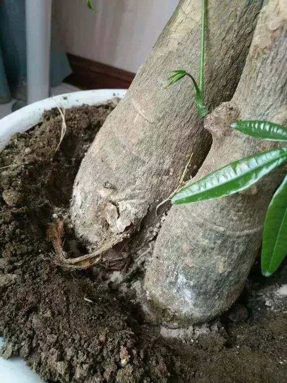 发财树和绿萝哪个好养活,发财树春天掉叶子挽救方法